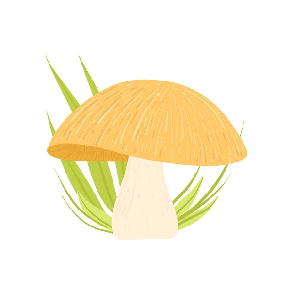 Lesní jedlé houby, divoký organický produkt vektorové ilustrace — Stockový vektor