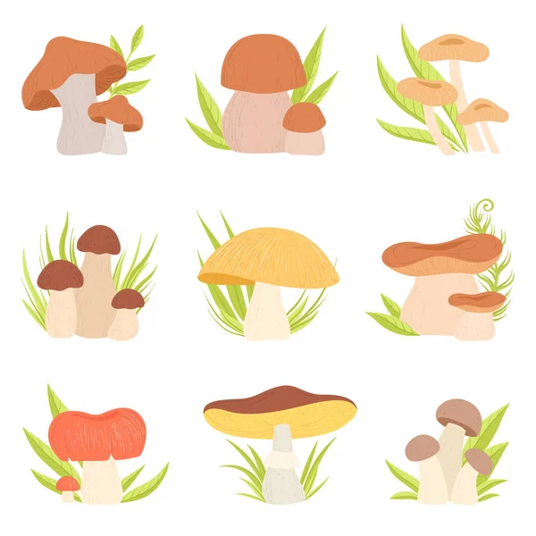 Diversi tipi di funghi, Funghi commestibili e non, Eco Organic Products Vector Illustration — Vettoriale Stock