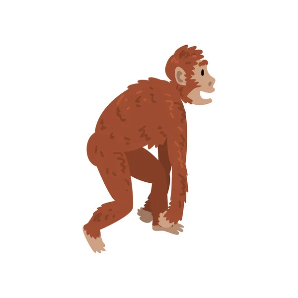 Ape Monkey, Driopitek, Biology Human Evolution Stage, Evolutionary Process of Woman Vector Illustration — Stock Vector