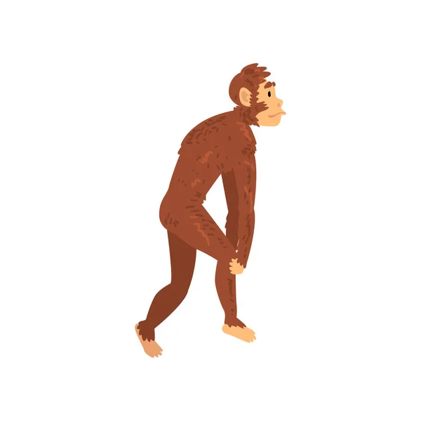 Australopithecus, biologie menselijke evolutie stadium, evolutionaire proces van vrouw vectorillustratie — Stockvector