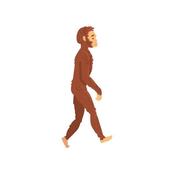 Homo erectus, biologie menschliches evolutionsstadium, evolutionärer prozess der weiblichen vektorillustration — Stockvektor