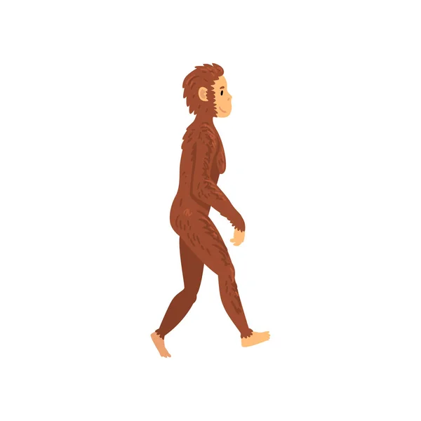 Weiblicher Homo erectus, Biologie menschliches Evolutionsstadium, evolutionärer Prozess der weiblichen Vektorillustration — Stockvektor