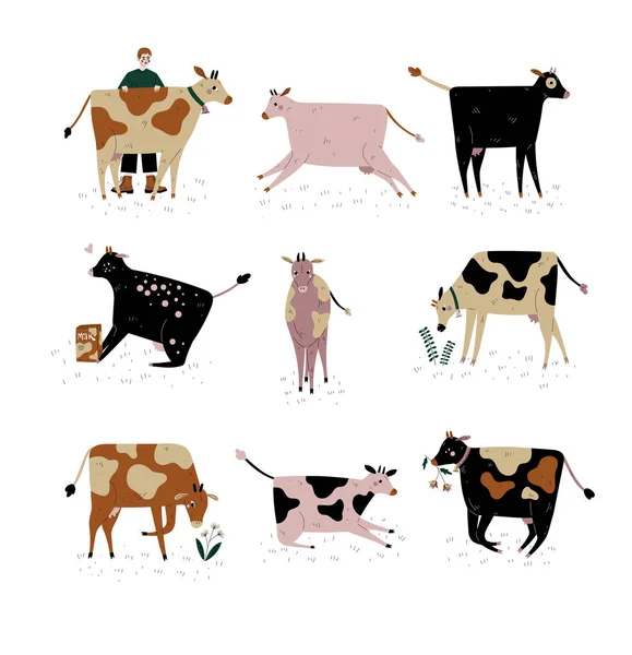 Különböző fajtájú tehenek beállítása, szarvasmarha tenyésztés, gazdálkodás, tejelő szarvasmarha, vektoros illusztráció — Stock Vector