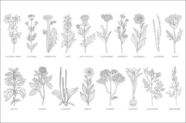 Various medicinal plants and flowers set, monochrome sketch hand drawn vector Illustrations on a white background clipart