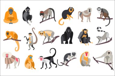Collection of different breeds of monkeys vector Illustrations on a white background clipart