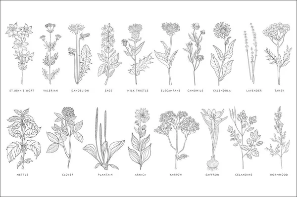 Verschiedene Heilpflanzen und Blumen Set, monochrome Skizze handgezeichnete Vektorillustrationen auf weißem Hintergrund — Stockvektor