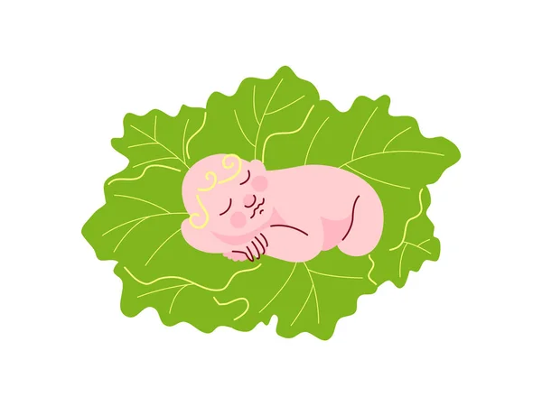 Novorozené dítě spí na čerstvé zelené zelí listy vektorové ilustrace — Stockový vektor