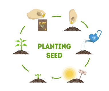 Tohum Banner dikim, bitki büyüme aşamaları tohum Timeline Infographic vektör Illustration