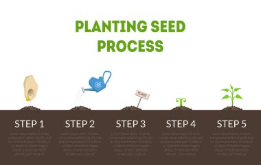 Tohum süreci afiş, tohum bitki büyüme aşamaları Ekim bahçe bitki vektör Illüstrasyon büyüme döngüsü