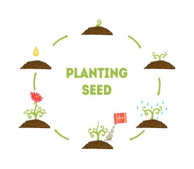 Tohum afiş Ekim, tohum çiçek büyüme aşamaları, Timeline Infographic Ekim Bahçe çiçek vektör Illüstrasyon