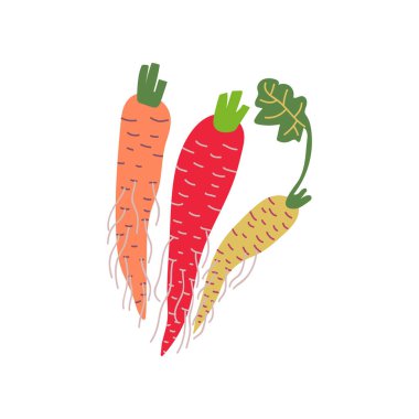 Farklı havuç çeşitleri taze sebze, organik besleyici vejetaryen Gıda sağlıklı diyet vektör Illustration