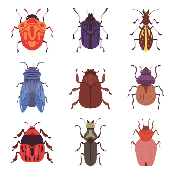 Colección de insectos y escarabajos, varias especies de insectos Top View Vector Illustration — Vector de stock