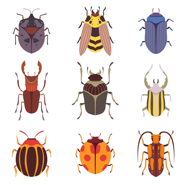 Colección de varias especies de insectos, insectos, escarabajos, avispa, ilustración de vectores de vista superior — Vector de stock