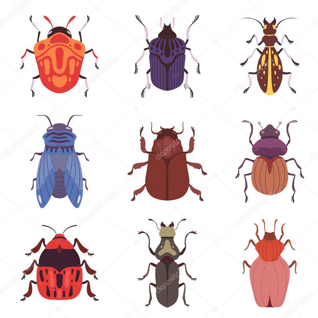 Collection of Bugs and Beetles, Various Insects Species Top View Vector Illustration