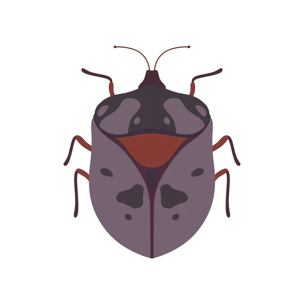 Bug Beetle owady gatunki Top View wektor ilustracja — Wektor stockowy