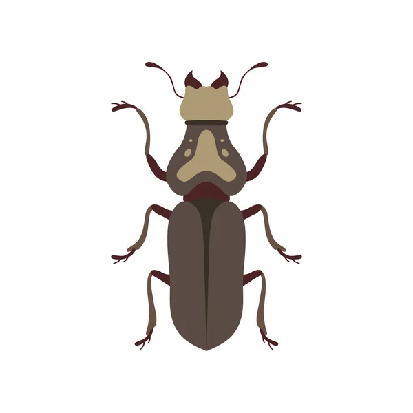 Insectos escarabajo, insectos insectos Especies Top View Flat Vector Illustration — Vector de stock