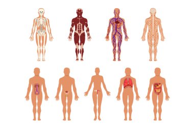 Farklı insan organ sistem kümesi, kas, dolaşım, solunum, gergin, sindirim, boşaltım, cinsel sistemleri, insan vücudu anatomisi vektör çizimler