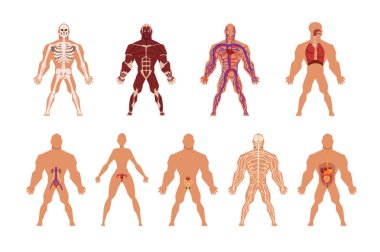 Farklı insan organ sistem kümesi, kas, dolaşım, solunum, gergin, sindirim, boşaltım, cinsel sistemleri çizimler vektör