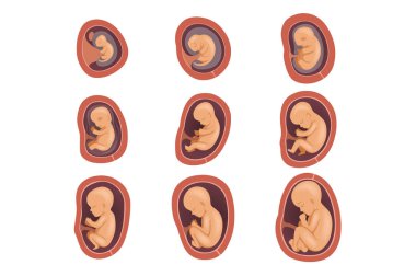 Fetal gelişim süreci. 9 ay gebelik 1 dan. Eğitim kitabı, Infographic poster ya da broşür için düz vektör tasarımı