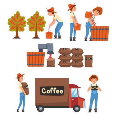 Kahve Sanayi Üretim Aşamaları Seti, Çiftçilerin Toplanması, Ayıklanması, Ambalajlanması ve Taşınması Kahve Çekirdekleri Vektör Illustratio