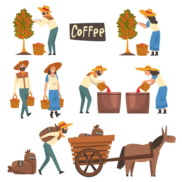 Zgromadzenie rolników, sortowanie i pakowanie ziaren kawy zestaw, produkcja przemysłu kawy etapy wektor ilustracji — Wektor stockowy