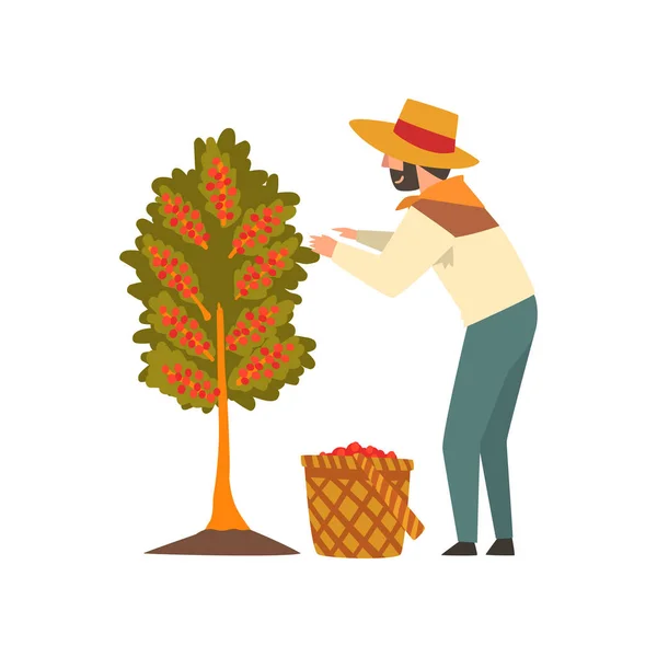 Granjero masculino en sombrero de paja recogiendo granos de café rojos en el árbol, etapa de producción de la industria del café Vector ilustración — Archivo Imágenes Vectoriales