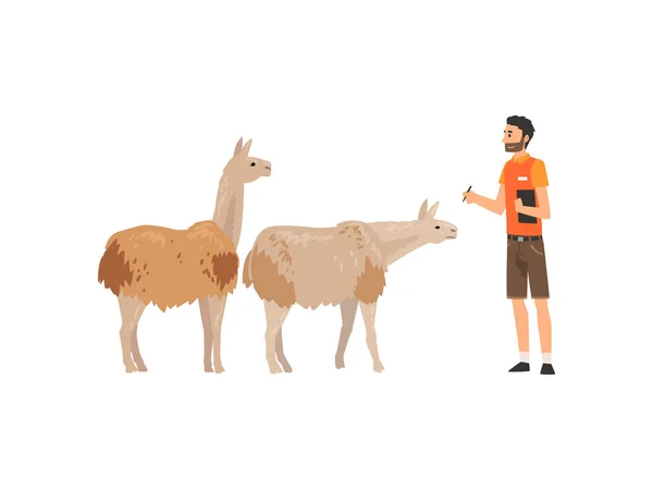 Zoo Worker or Veterinarian Examining Alpacas, Professional Zookeeper Character Caring of Animals Vector Illustration — Stock Vector