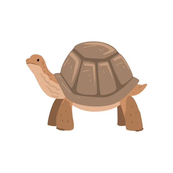 Large Turtle, Tortoise Reptile Animal Vector Illustration — Stock Vector