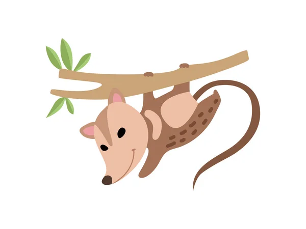 Opossum bonito pendurado no ramo da árvore, ilustração adorável do vetor do animal selvagem —  Vetores de Stock
