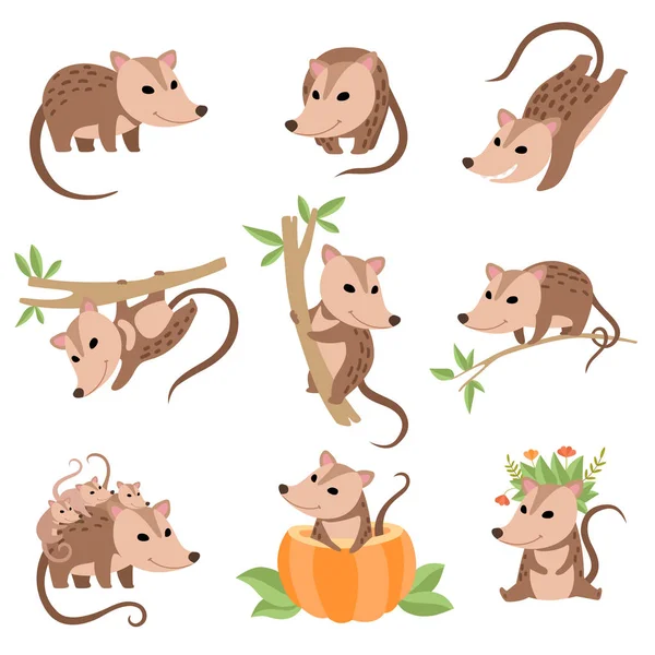 Lindos animales de zarigüeyas en varios poses conjunto, Adorables animales salvajes personajes de dibujos animados Vector Ilustración — Vector de stock