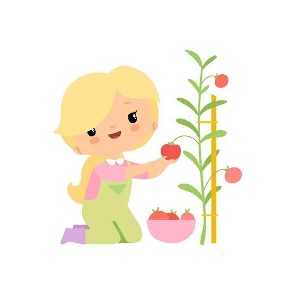 Linda chica joven en overoles y botas de goma cosechando tomates en un tazón, personaje de dibujos animados Farmer Girl trabajando en vectores de jardín ilustración — Vector de stock