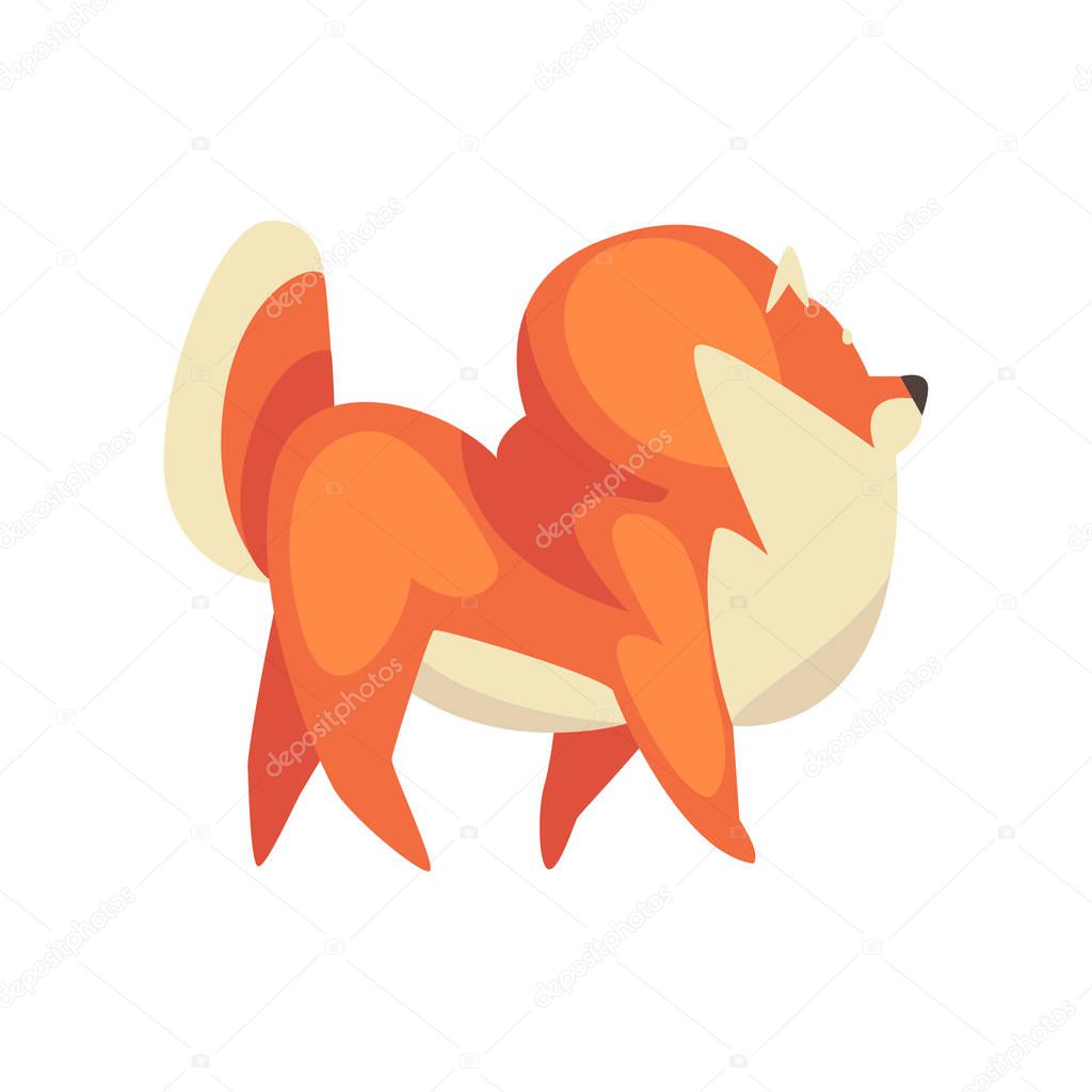 Cute Walking Pomeranian Spitz, Funny Pet Dog Cartoon Character, Side View Vector Illustration