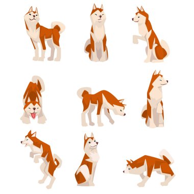 Shiba Inu Köpek Çeşitli Pozlar Seti, Sevimli Japonya Kahverengi Bej Kabarık Pet Hayvan Vektör İllüstrasyon