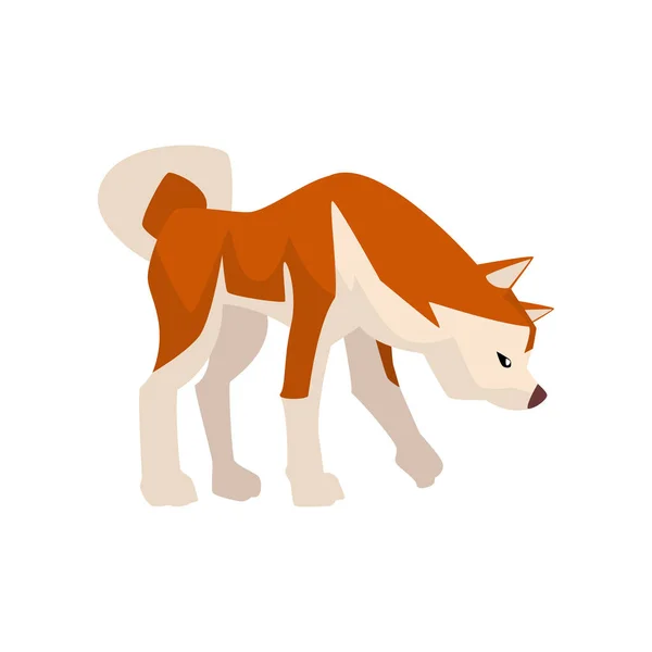 Schnüffelnder shiba inu Hund, niedliche braun beige flauschige Tiervektorillustration — Stockvektor