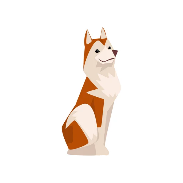 Shiba Inu perro, lindo Japón marrón beige esponjoso mascota animal vector ilustración — Archivo Imágenes Vectoriales