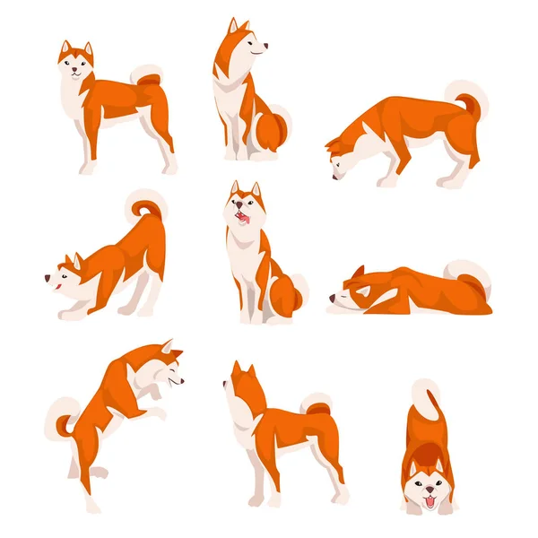 様々なポーズセットで柴犬、かわいい日本赤いふわふわペット動物ベクトルイラスト — ストックベクタ