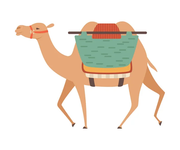 Chameau avec bride et selle, Deux animaux du désert à bosse avec charge, Illustration vectorielle de vue latérale — Image vectorielle