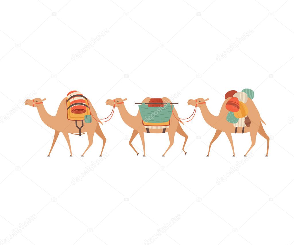 Caravan of Camels, Desert Animals Walking with Heavy Load, Side View Vector Illustration