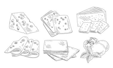 El Çizilmiş Farklı Tip Teselsül Peynir Seti, Organik Süt Ürünleri, Edam, Maasdam, Fesleğen Yaprakları ile Mozzarella Peyniri, Kesme Dilimlenmiş Peynir Çeşitleri Vektör İllüstrasyon