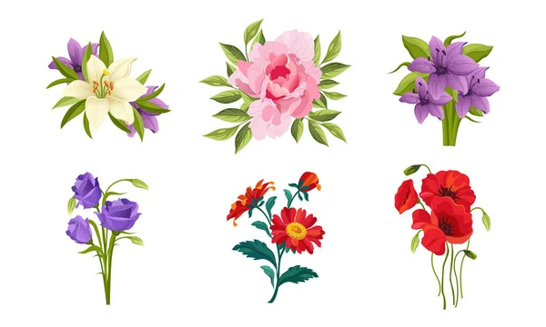 Beautiful Flowers Set, Lily, Peony, Poppy, Gerbera Vector Illustration — Stock Vector