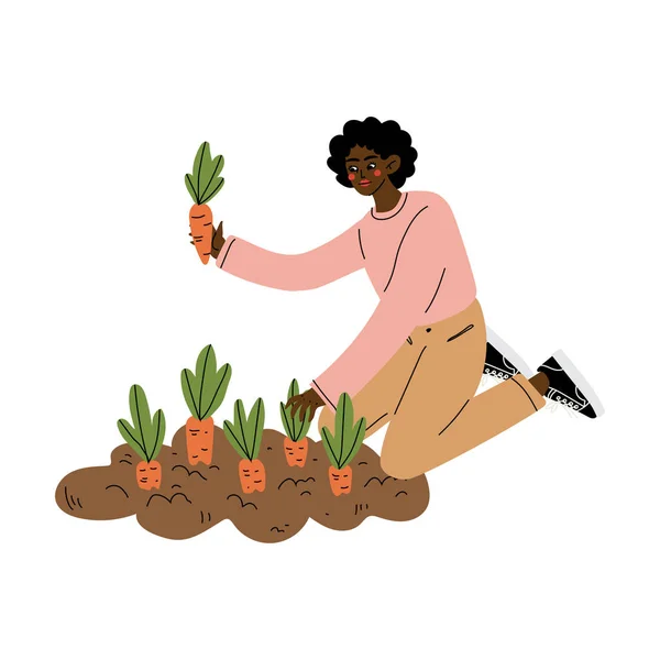 Afrikansk amerikansk kvinna drar morötter från marken, kvinnlig jordbrukare som arbetar i trädgården vektor illustration — Stock vektor