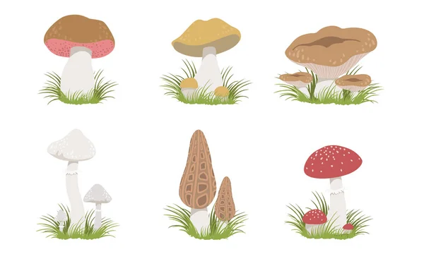 Collection of Forest Mushrooms Set, Edible and Poisonous Mushrooms Vector Illustration — Stock Vector