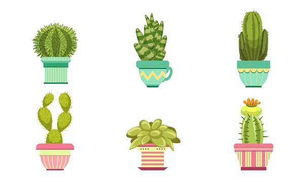 Plantas de cacto e suculentas em vasos de flores, vaso Houseplants Vector Ilustração —  Vetores de Stock