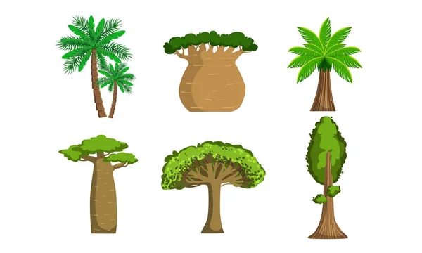 Conjunto de árboles y palmeras selváticas, plantas forestales tropicales Vector Ilustración — Vector de stock