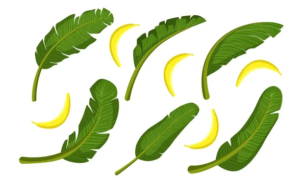 Hojas de palma tropicales brillantes y plátanos maduros Vector Illustration — Archivo Imágenes Vectoriales
