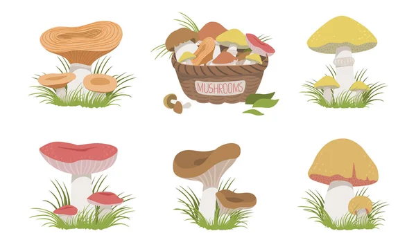 Collection of Wild Forest Mushrooms Set, Edible Mushrooms Vector Illustration — стоковий вектор