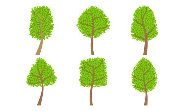 Kolekce zelených různých lesních stromů, letní krajinné prvky designem ilustrace — Stockový vektor