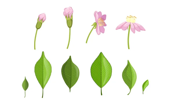Estágios de crescimento da flor e da folha do jardim, ilustração do vetor do processo do florescimento da flor rosa — Vetor de Stock