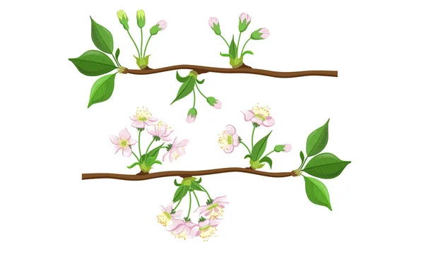 Набор ветвей цветущих деревьев, векторная иллюстрация цветов яблони или вишни — стоковый вектор