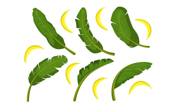 Tropikal Yeşil Palmiye Yaprakları ve Olgun Muz Vektör İllüstrasyon — Stok Vektör